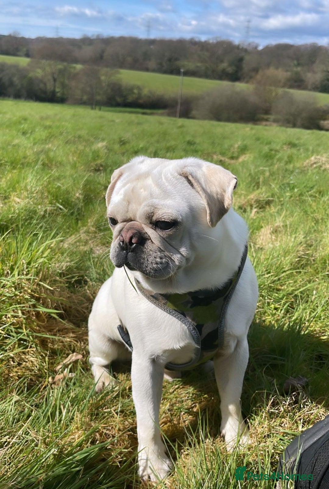 Pug dogs for sale: Beautiful Pug Puppies Male 10weeks old - Image 21