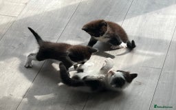 British Shorthair cats for sale: Kittens - Image 19