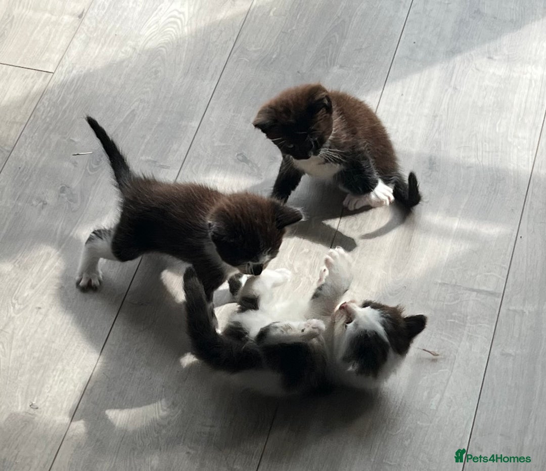 British Shorthair cats for sale: Kittens - Image 19