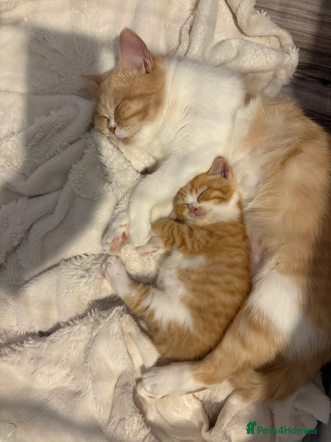 Persian cats for sale: Beautiful female Persian cross kitten  - Advert 2