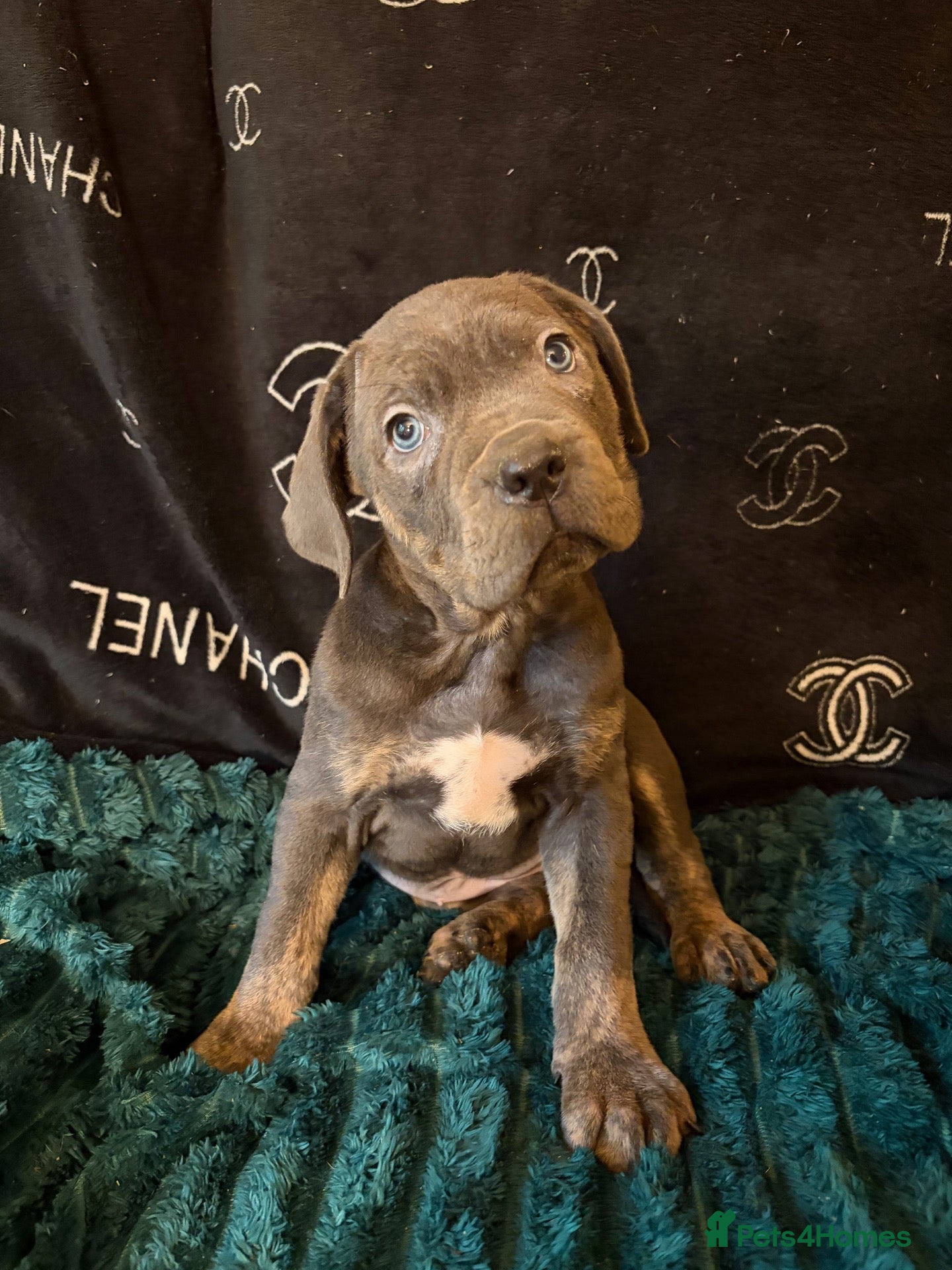 Cane Corso dogs for sale:  ICCF REGISTERED CANE CORSO PUPPYS  - Advert 20