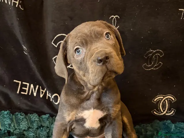 Cane Corso dogs for sale: ICCF REGISTERED CANE CORSO PUPPYS - Advert 20