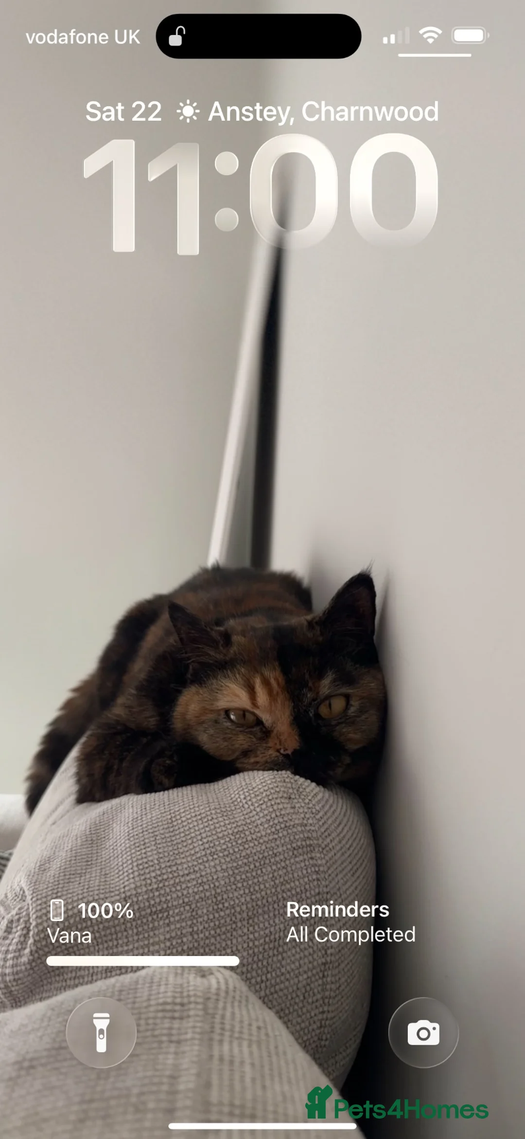 British Shorthair cats for sale: Beautiful British shorthair  - Advert 2