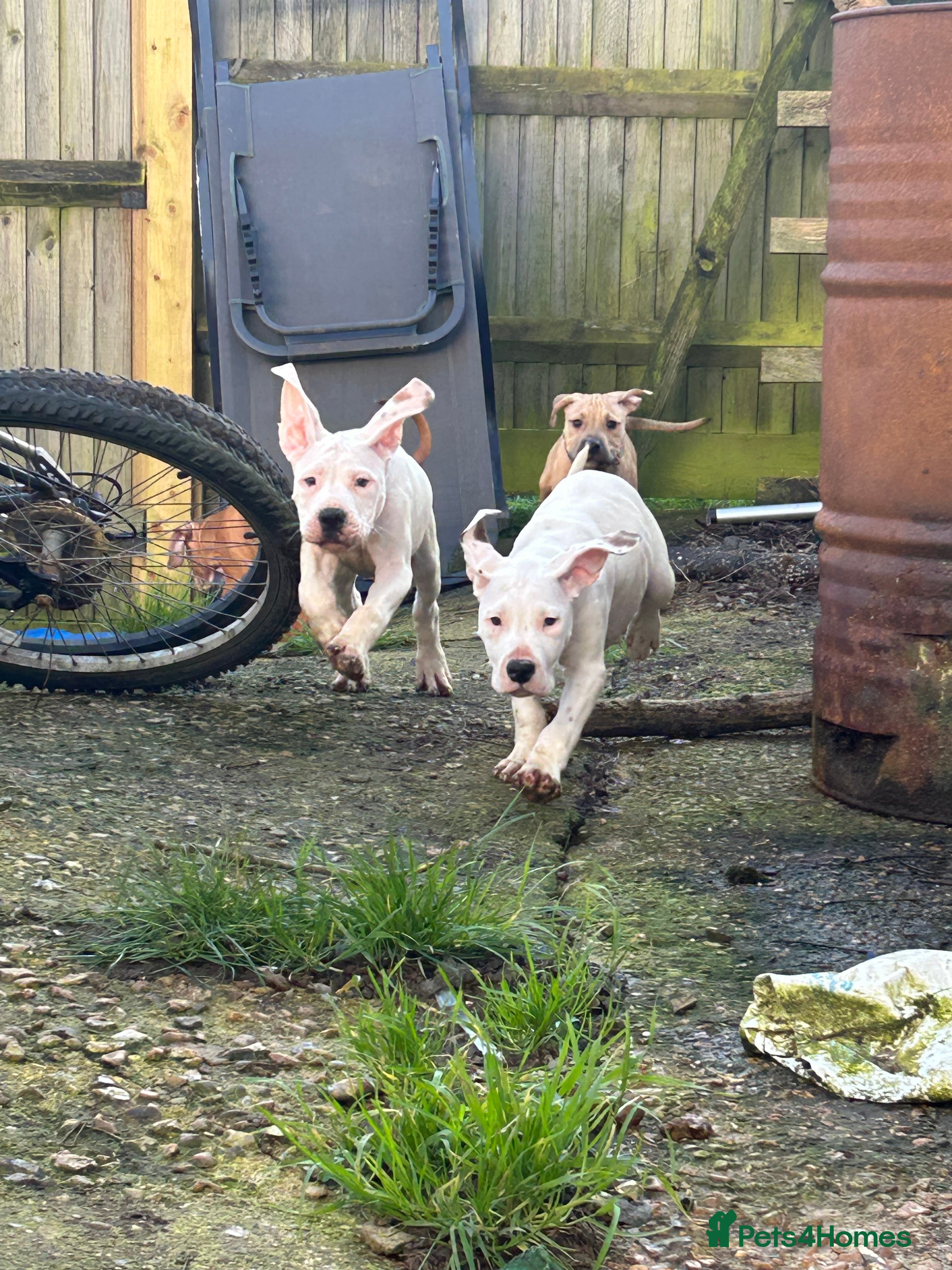 Mixed Breed dogs american bulldog cross staff - Advert 5