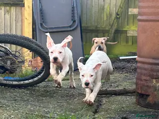 Mixed Breed dogs american bulldog cross staff - Advert 5