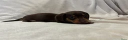Miniature Dachshund dogs for sale: Pedigree Chocolate & Tan Miniature Dachshunds - Advert 3