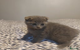 British Shorthair cats for sale: British shorthair kittens and scotish fold  - Image 23