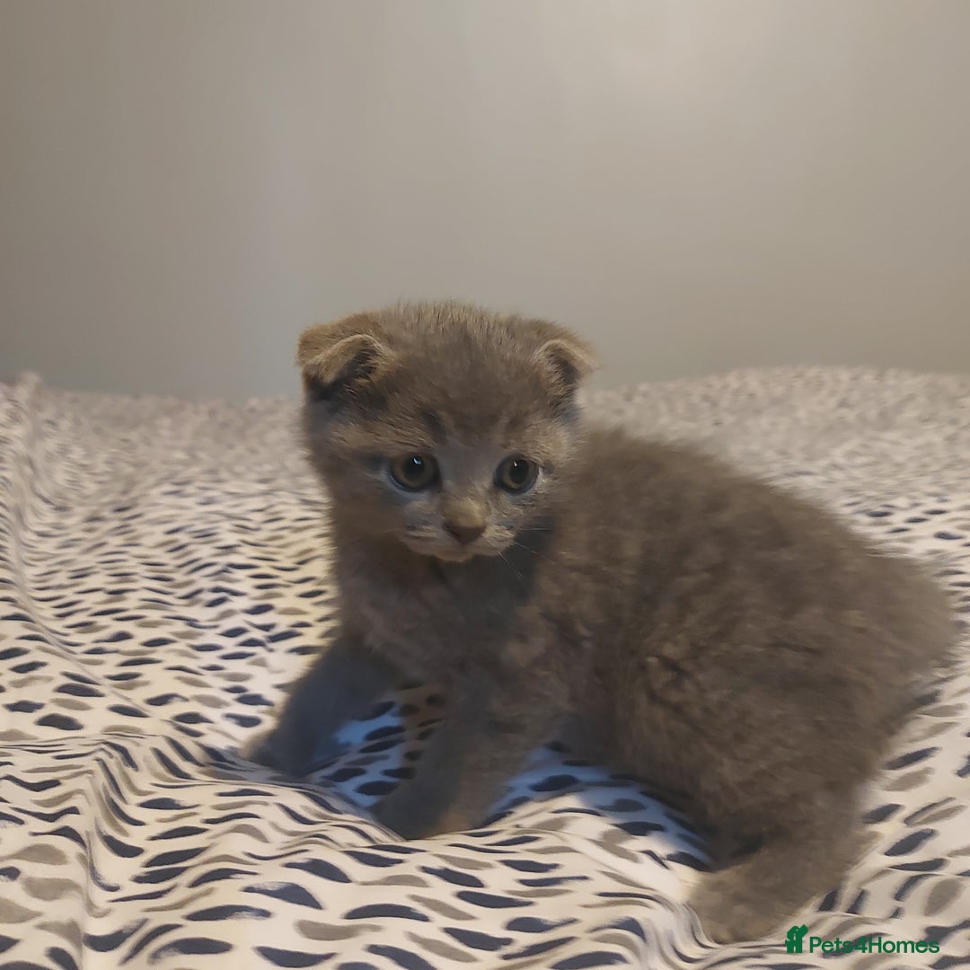 British Shorthair cats for sale: British shorthair kittens and scotish fold  - Image 23