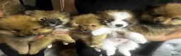 Pomeranian dogs for sale: 🐾 5 Pom Puppies Looking for Their Forever Homes  in Plymouth - Advert 3