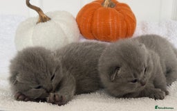 British Shorthair cats for sale: 🏆Champions line🏆BSH Blue kittens  - Image 1