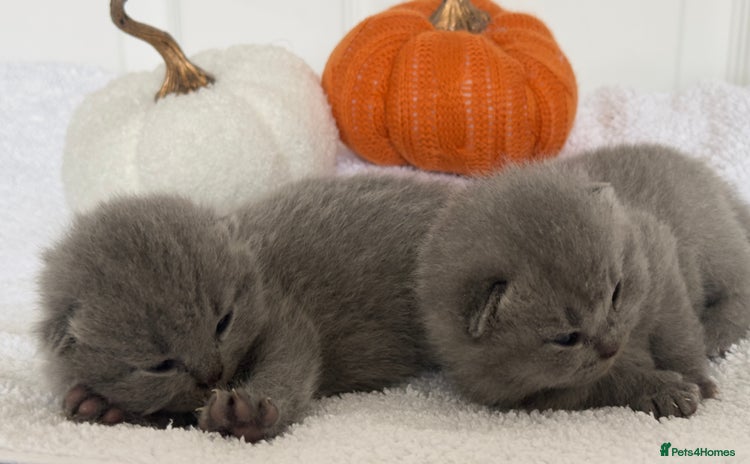 British Shorthair cats - Advert 4