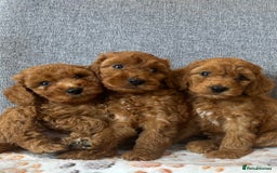 Cockapoo dogs for sale: F2B Red Cockapoos **BOTH PARENTS DNA CLEAR** - Image 12