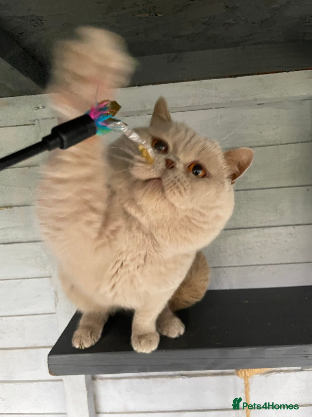 British Shorthair cats for stud: 🔥 RARE FAWN CINNAMON BLUE STUD BOYS GCCF TICA  in Derby - Advert 4