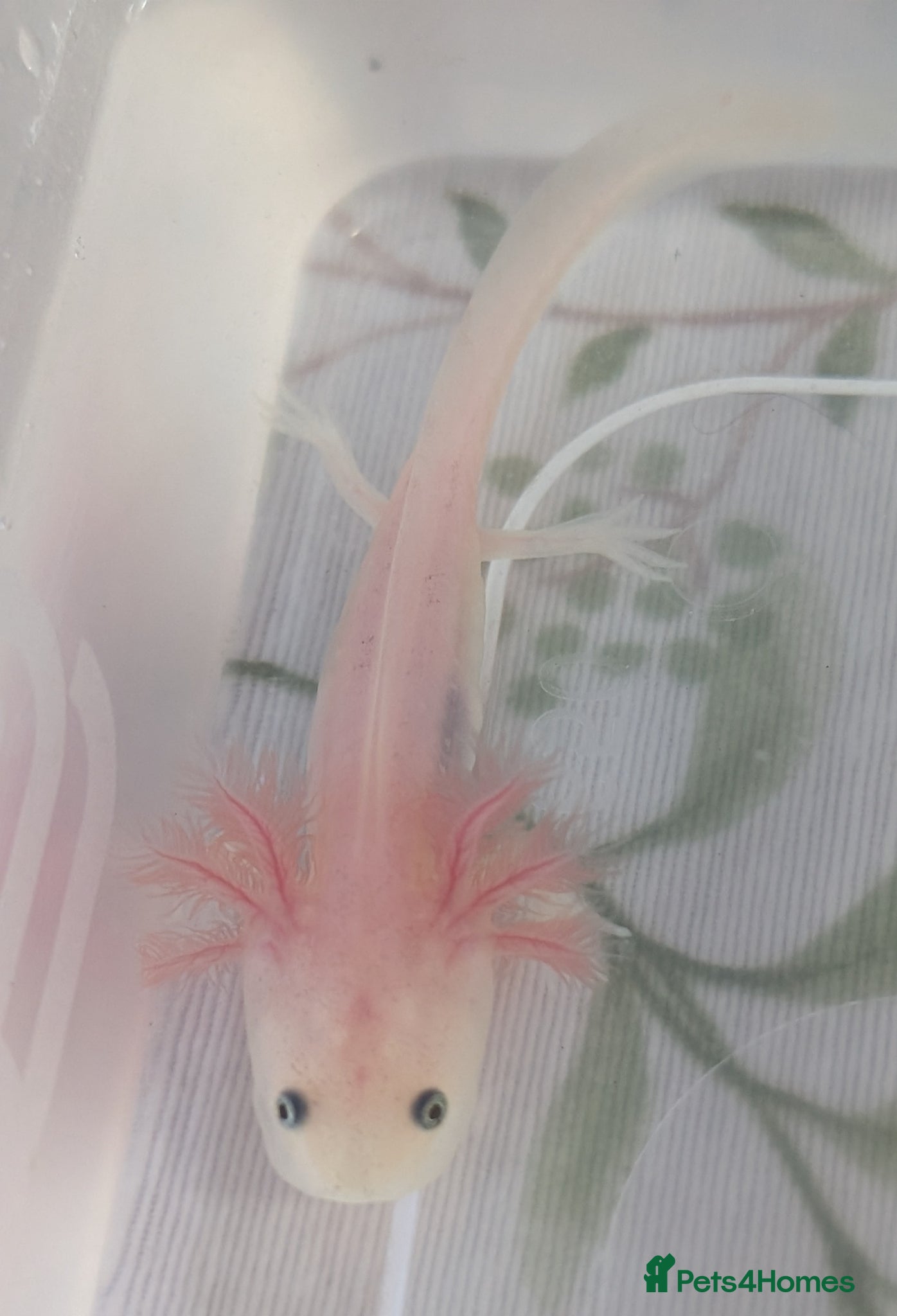 Axolotl reptiles for sale: Leucistic Axolotls - Available Now - Advert 8