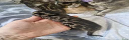 Bengal cats for sale: Genetic Health Tested Snow & Brown Bengal Kittens - Advert 19