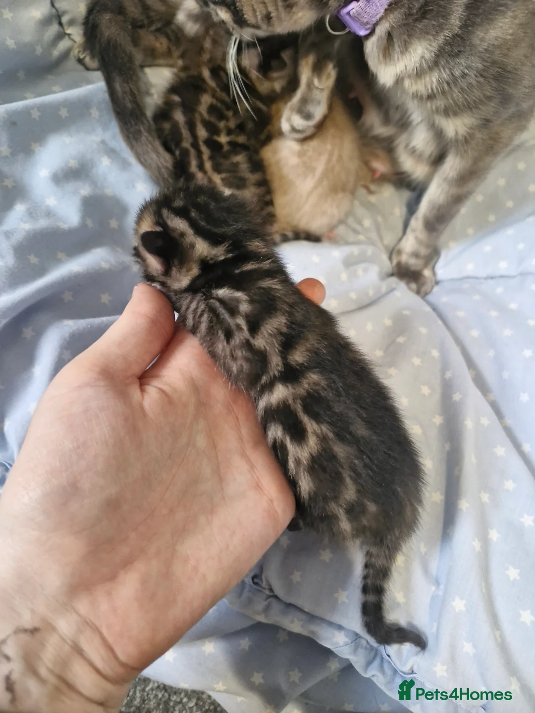 Bengal cats for sale: Genetic Health Tested Snow & Brown Bengal Kittens - Advert 19