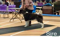 Akita dogs for sale: Quality KC Registered American Akita Puppies - Image 13