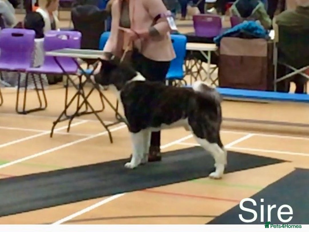 Akita dogs for sale: Quality KC Registered American Akita Puppies - Image 13