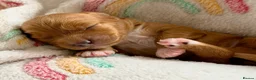 Cockapoo dogs for sale: 6x Toy Cockapoo Pups  - Advert 15