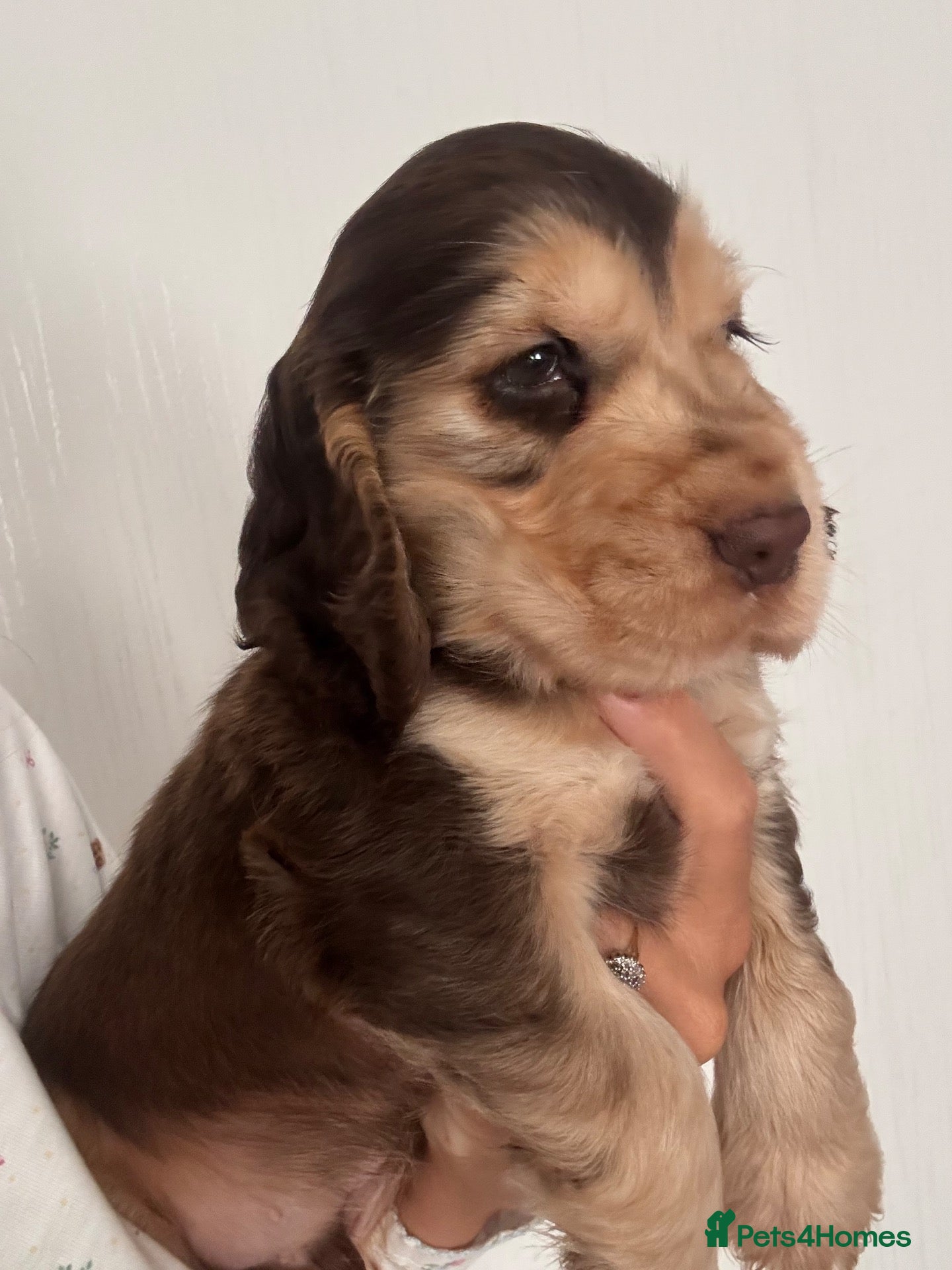 Cocker Spaniel dogs for sale: Quality KC helth tested 5* - Advert 1