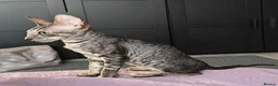 Cornish Rex cats for sale: Cornish Rex tabby kitten for sale  - Advert 3