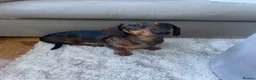 Dachshund dogs for sale: Dachshund Male 3 years - Advert 2