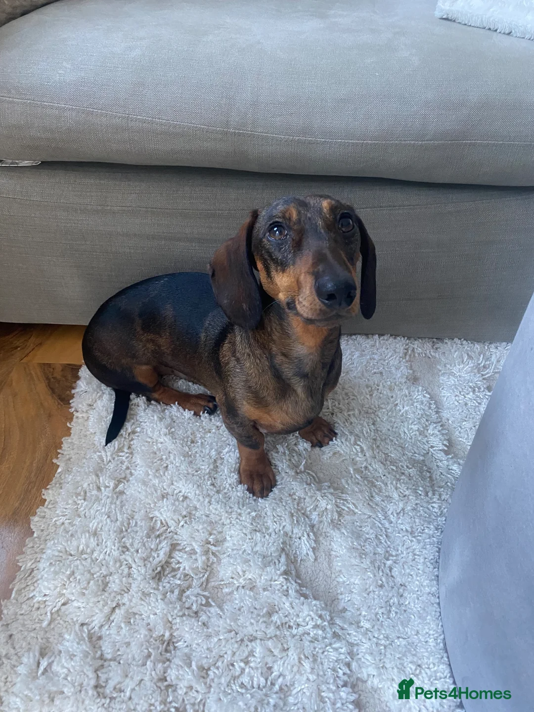 Dachshund dogs for sale: Dachshund Male 3 years - Advert 2