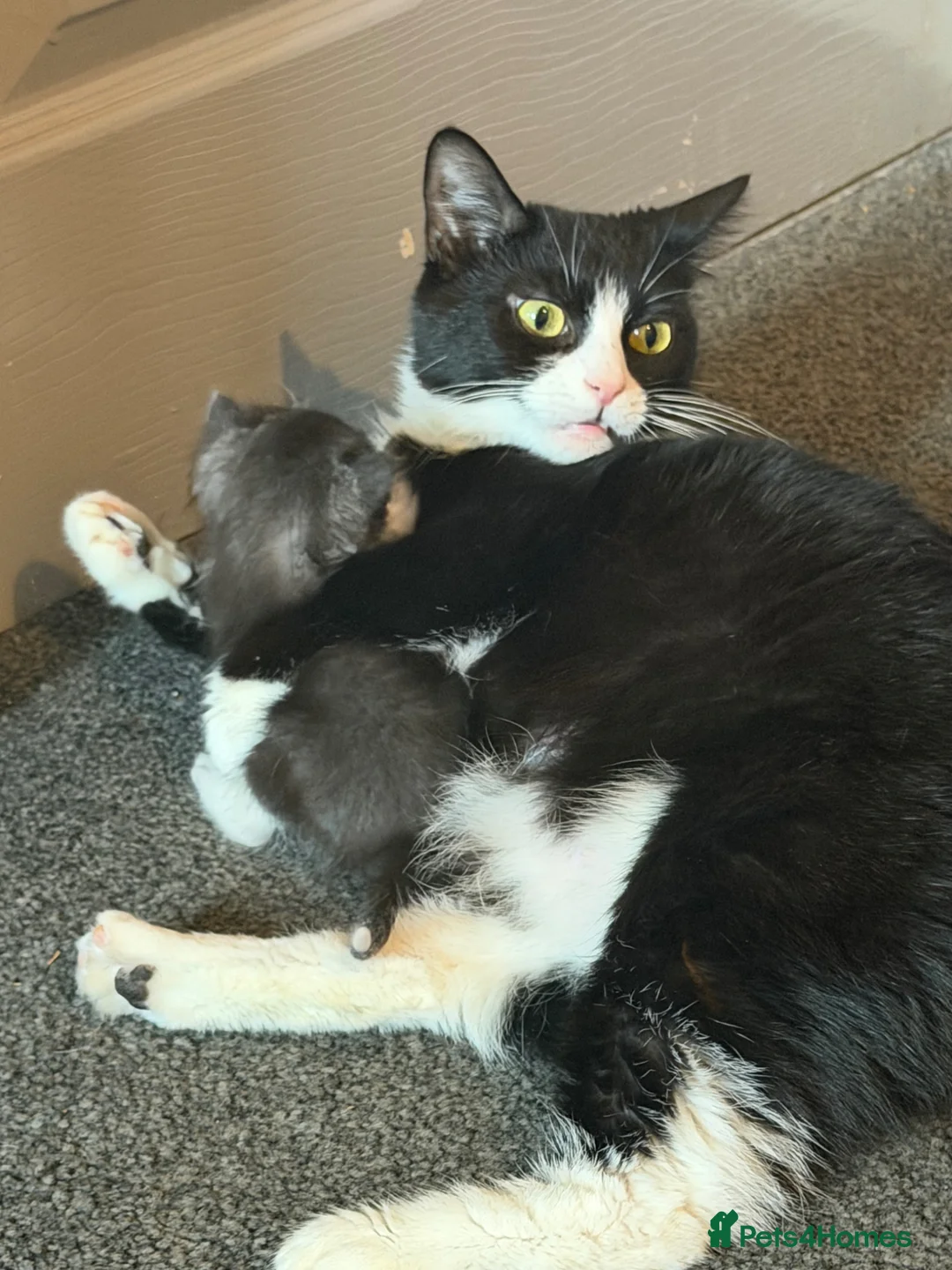 Mixed Breed cats for sale: mixed ragdol kittens  - Advert 1