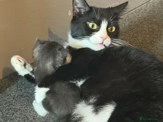 Mixed Breed cats mixed ragdol kittens - Advert 13