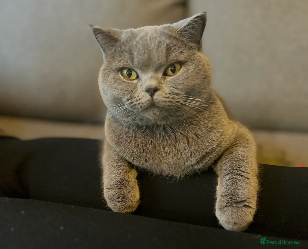 British Shorthair cats for sale: Active Blue British Shorthair cat  - Advert 2