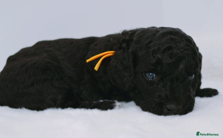 Cavapoo dogs - Advert 8