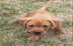 Labrador Retriever dogs for sale: Gorgeous Labrador puppies for sale - Image 26