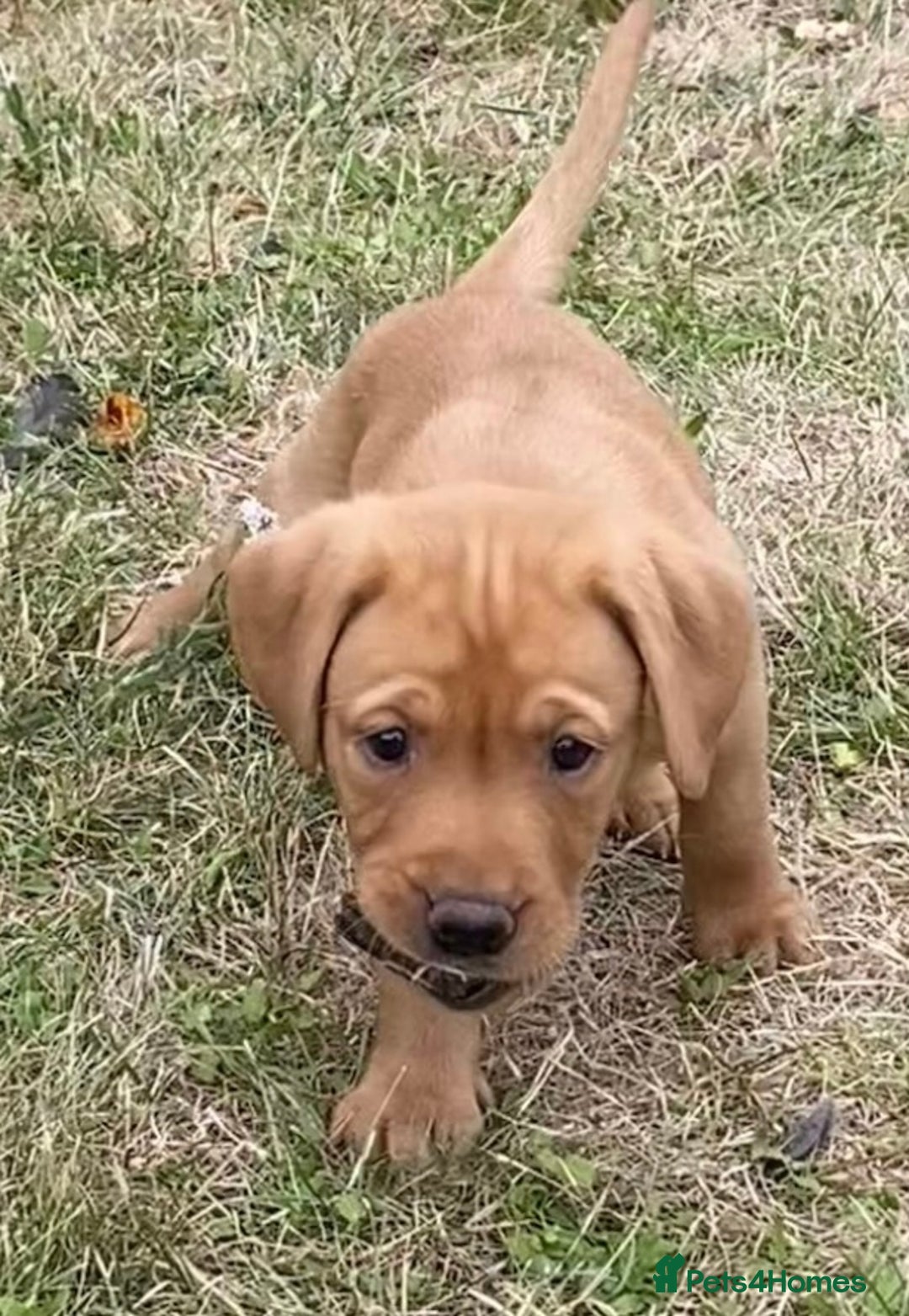 Labrador Retriever dogs for sale: Gorgeous Labrador puppies for sale - Image 26
