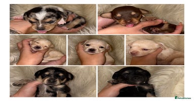 Chiweenie dogs - Advert 6