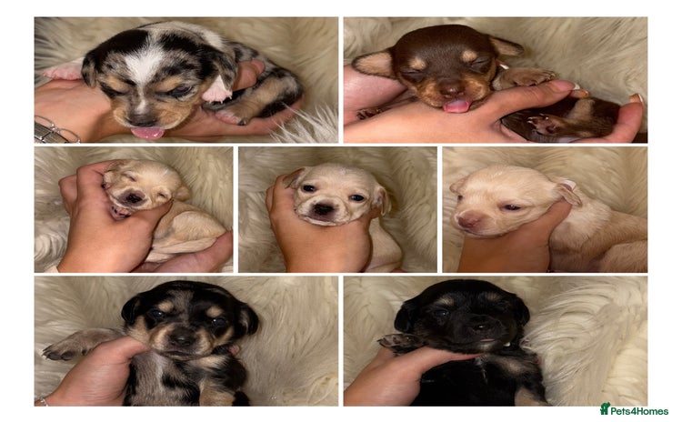 Chiweenie dogs - Advert 2