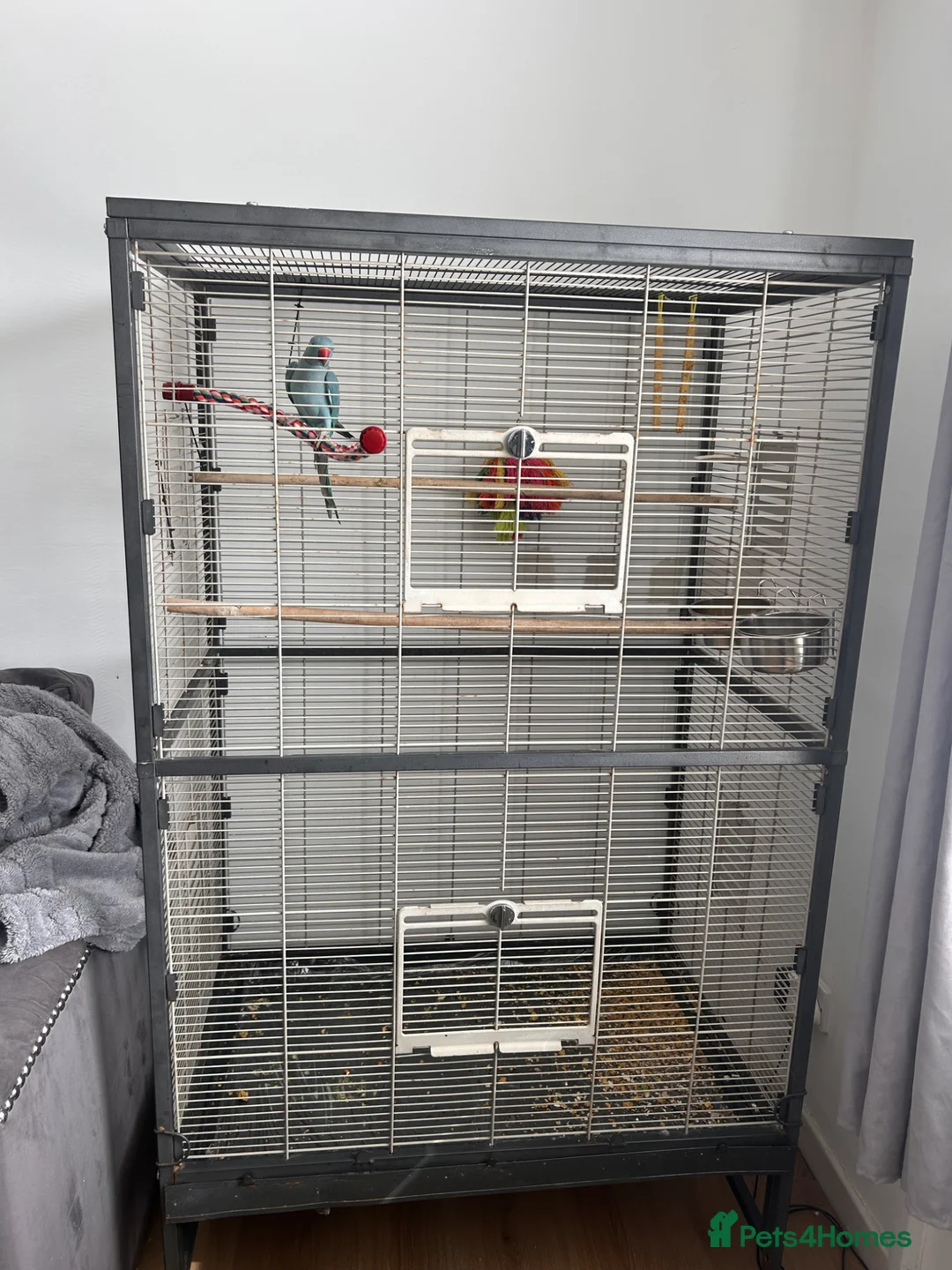 Ringnecks birds for sale: parrot  in Durham - Advert 2