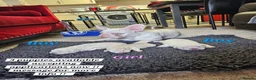 French Bulldog dogs for sale: French bulldogs Ready 8/06/26 - Advert 7