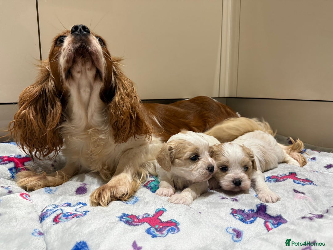 Cavalier King Charles Spaniel dogs for sale: Beautiful Cavalier Cross Maltese Puppies  - Advert 14