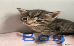 Bombay cats for sale: Tabby/ Bombay kittens for sale  - Image 2