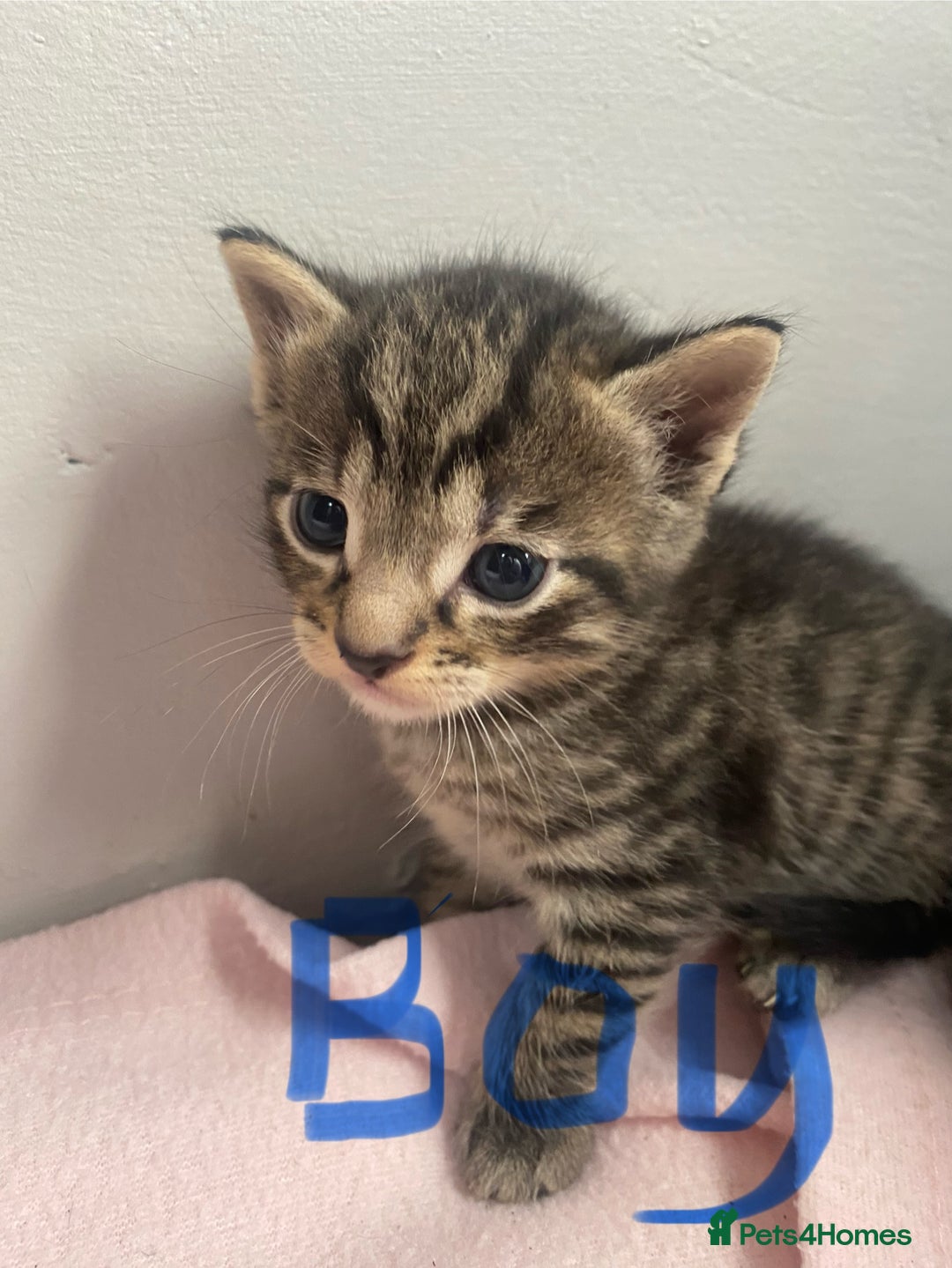 Bombay cats for sale: Tabby/ Bombay kittens for sale  - Image 2