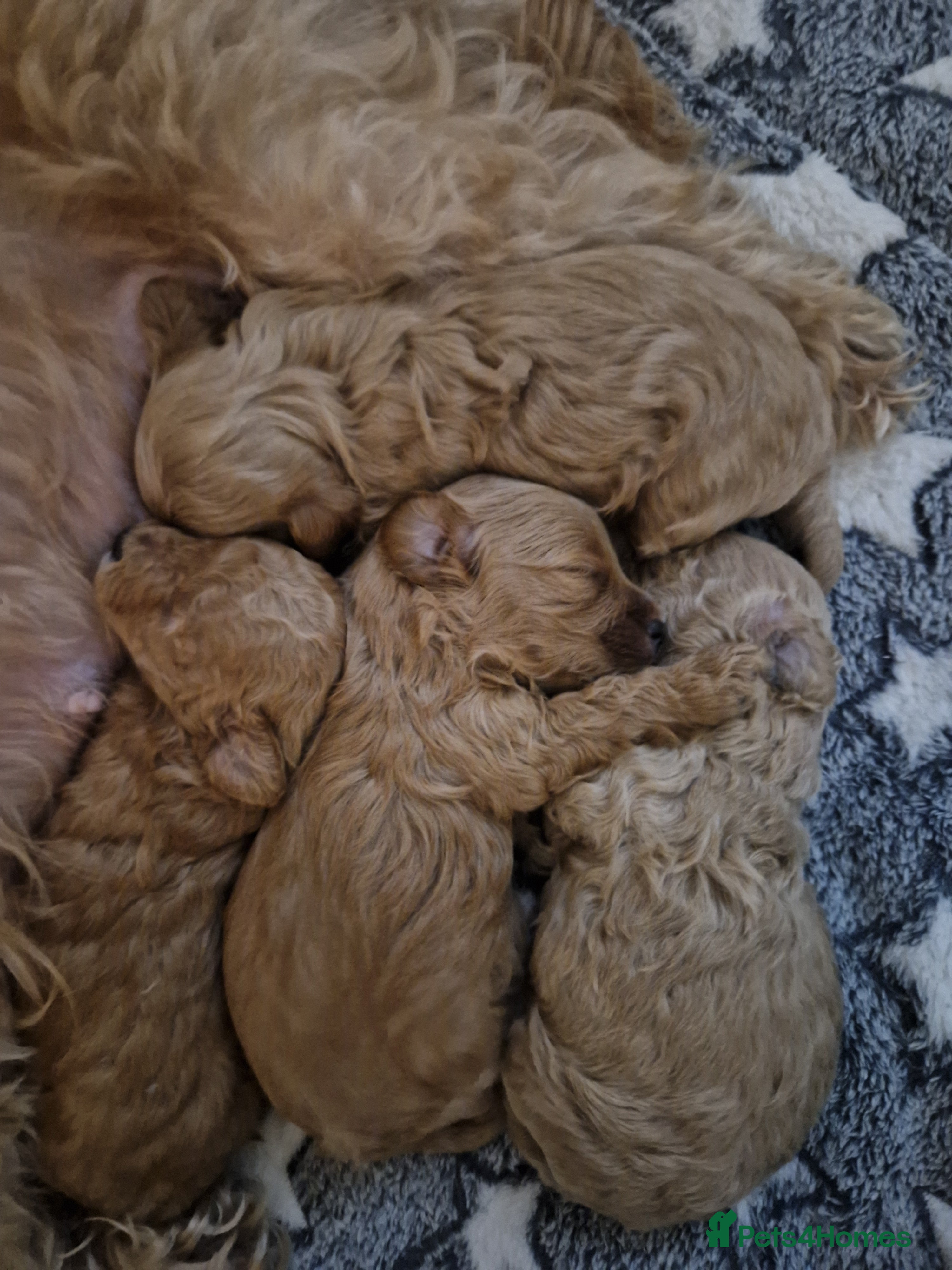 Maltipoo dogs Beautiful FB1 Toy Maltipoos  - Advert 1