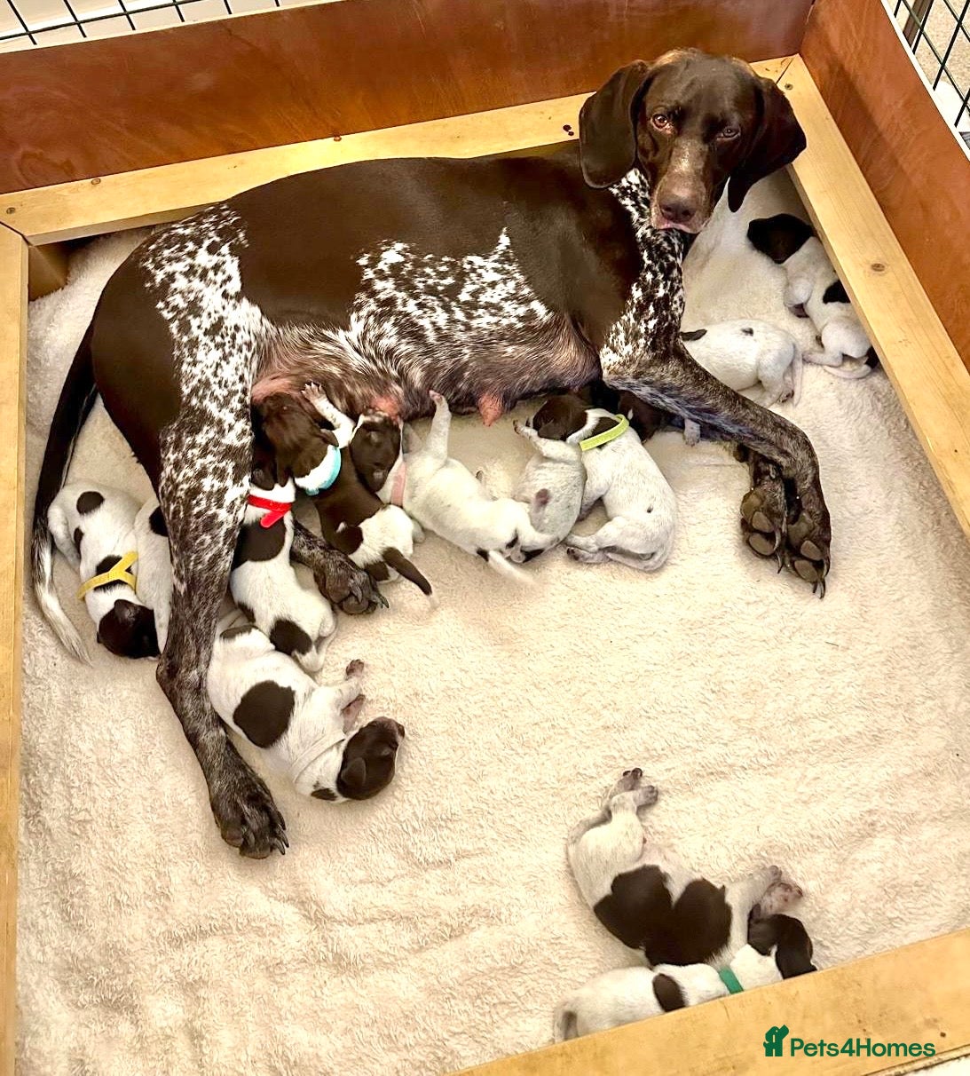 German Shorthaired Pointer dogs 🐾KC Registered German Shorthaired Pointer Puppies - Advert 3