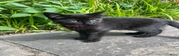 Mixed Breed cats for sale: 2 kittens, brother and sister  in London - Advert 11