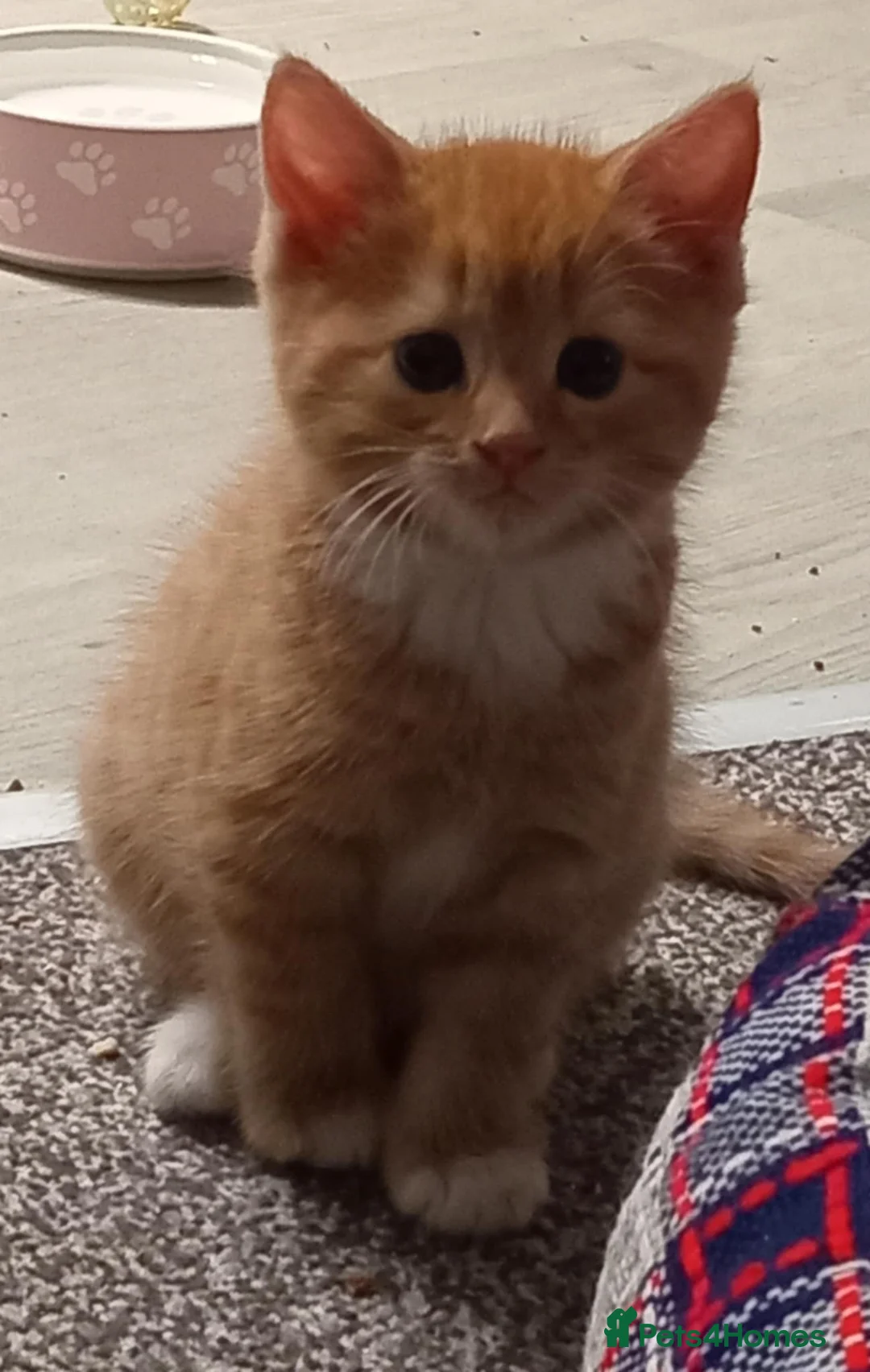 American Shorthair cats for sale: Tri coloured, 2 Ginger kittens and mother  - Advert 2