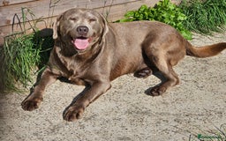 Labrador Retriever dogs for sale: 7 STUNNING BLACK LABRADOR PUPPIES - Image 20