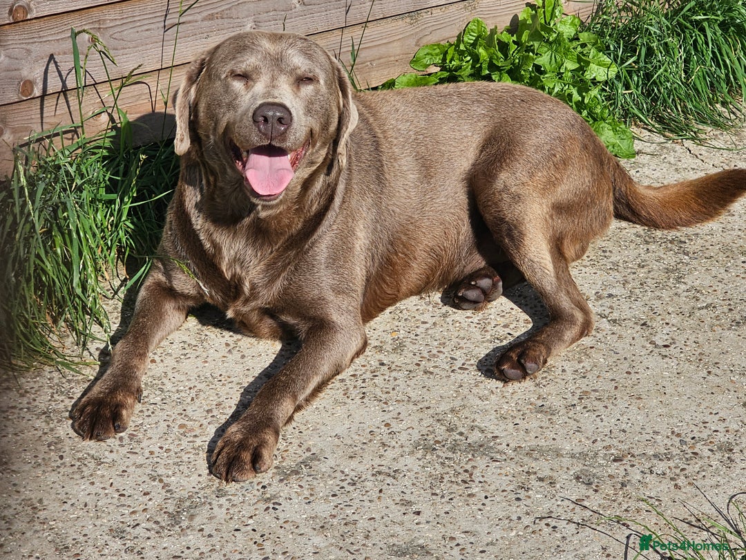 Labrador Retriever dogs for sale: 7 STUNNING BLACK LABRADOR PUPPIES - Image 20