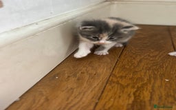 Maine Coon cats for sale: Beautiful Maine Coon X kittens - Image 13