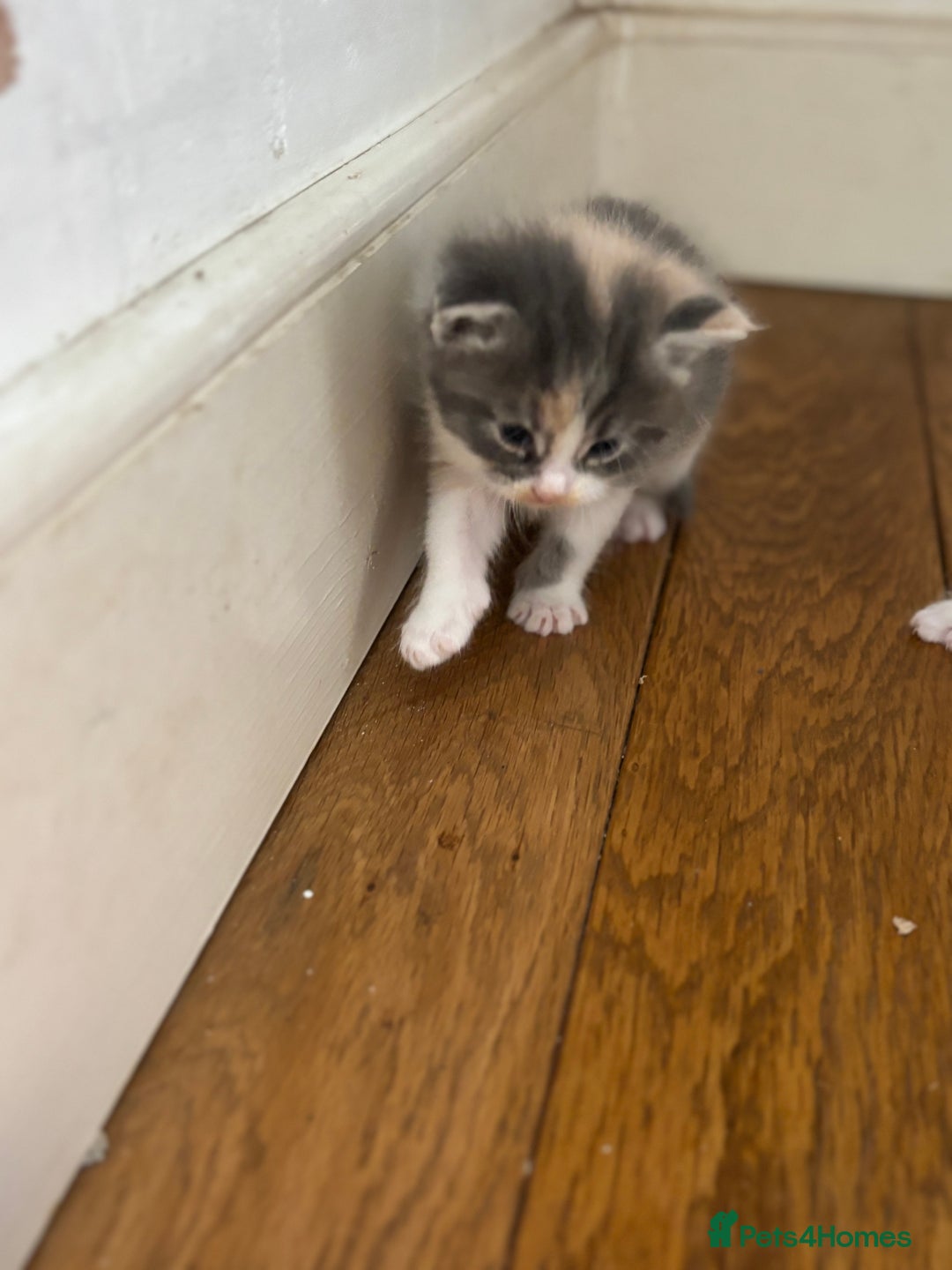 Maine Coon cats for sale: Beautiful Maine Coon X kittens - Image 13