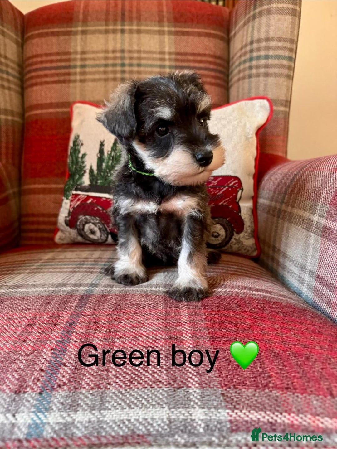 Miniature Schnauzer dogs for sale: KC Registered, Health Tested, puppies available  - Advert 3