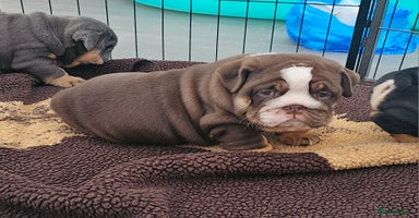 English Bulldog dogs - Advert 2
